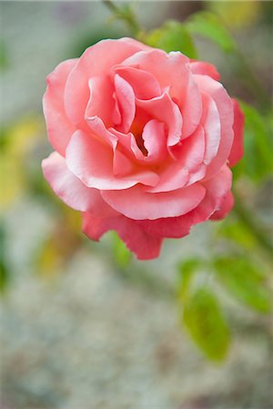 simsearch:633-06322693,k - Pink rose Stock Photo - Premium Royalty-Free, Code: 632-07674549