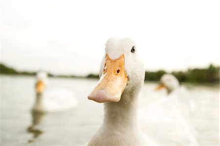 swimming (animals) - Close-up of domestic duck Stock Photo - Premium Royalty-Free, Code: 632-08001883