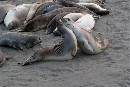 play fight - Seals mating or fighting on beach Foto de stock - Sin royalties Premium, Código: 632-08331675