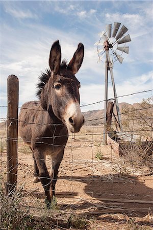 simsearch:632-06029634,k - Donkey looking over wire fence Photographie de stock - Premium Libres de Droits, Code: 632-08545964