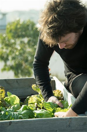 simsearch:632-05991748,k - Man tending to vegetable garden Photographie de stock - Premium Libres de Droits, Code: 632-08545971
