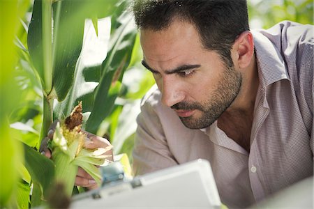 field of grain - Researcher inspecting maize crop in field Photographie de stock - Premium Libres de Droits, Code: 632-08698366