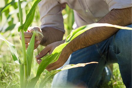 Man examining corn in field Stock Photo - Premium Royalty-Free, Code: 632-08698367