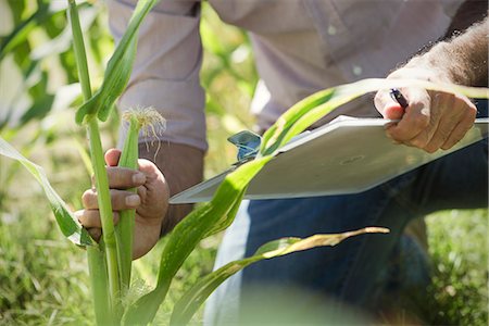 scientist clipboard - Man examining corn in field Foto de stock - Sin royalties Premium, Código: 632-08698368