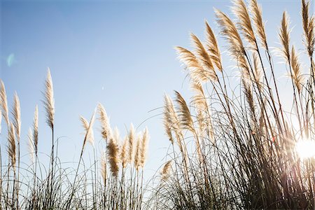 fluffed - Pampas grass backlit by sun Stock Photo - Premium Royalty-Free, Code: 632-08698590
