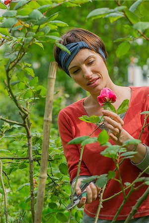 simsearch:649-08004072,k - Woman cutting rose from bush in garden Photographie de stock - Premium Libres de Droits, Code: 632-08993450