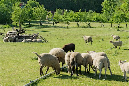 simsearch:649-07239641,k - Sheep grazing in pasture Photographie de stock - Premium Libres de Droits, Code: 632-09039656