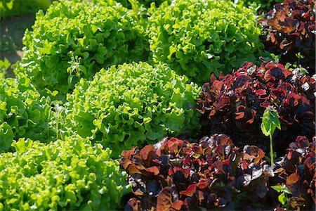 simsearch:632-02885507,k - Lettuces growing in garden Photographie de stock - Premium Libres de Droits, Code: 632-09039661