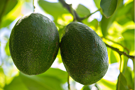 simsearch:632-03754188,k - Close-up of avocados Stock Photo - Premium Royalty-Free, Code: 632-09273197