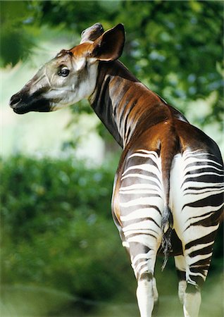 democratic republic of the congo - Okapi (Okapia johnstoni) rear view, Democratic Republic of Congo, Africa Fotografie stock - Premium Royalty-Free, Codice: 632-01135311