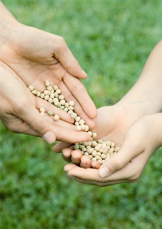 simsearch:633-02231743,k - Hands holding seeds Stock Photo - Premium Royalty-Free, Code: 632-01156536