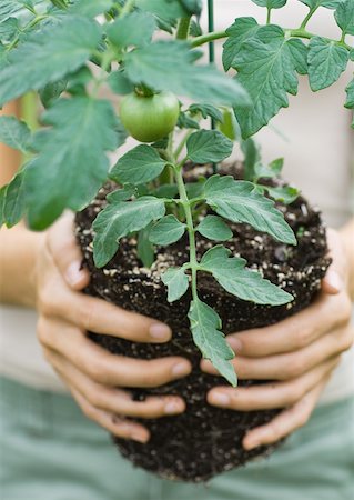 plant de tomate - Plant de tomate Photographie de stock - Premium Libres de Droits, Code: 632-01156559