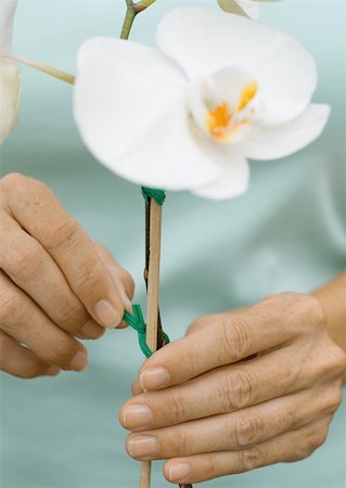 stake - Hands tying orchid shoot onto wooden pole Stock Photo - Premium Royalty-Free, Code: 632-01156584