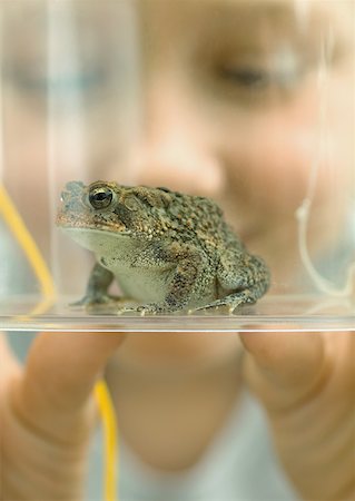 Child holding up container holding toad Stock Photo - Premium Royalty-Free, Code: 632-01156580