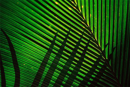 simsearch:600-02200557,k - Palm leaves, extreme close-up Fotografie stock - Premium Royalty-Free, Codice: 632-01157929