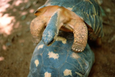 Madagascar, tortoises mating Foto de stock - Sin royalties Premium, Código: 632-01157934