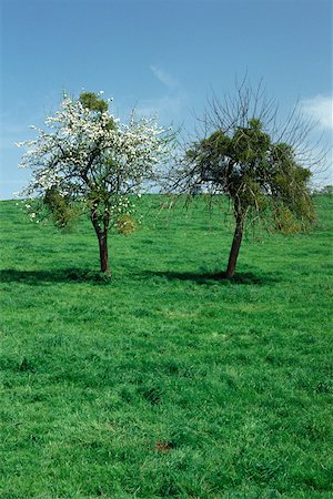 simsearch:633-05401596,k - Two trees in a field, one filled with mistletoe Stock Photo - Premium Royalty-Free, Code: 632-01157941