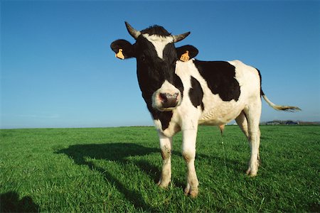 Holstein cow urinating in field Fotografie stock - Premium Royalty-Free, Codice: 632-01157943