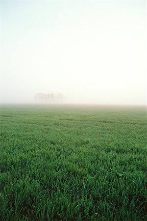 field crop sunrise nobody - Crop field in early morning mist Stock Photo - Premium Royalty-Free, Code: 632-01158010
