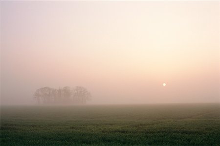 field crop sunrise nobody - Crop field in sunrise mist Stock Photo - Premium Royalty-Free, Code: 632-01158011