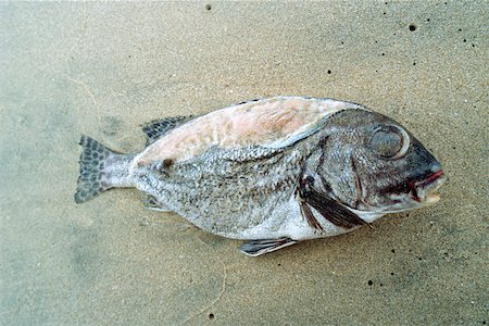 poluição da água - Dead fish on beach Foto de stock - Royalty Free Premium, Número: 632-01158043