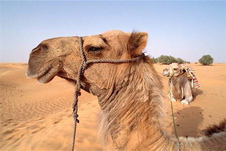 Tunisia, camels Foto de stock - Sin royalties Premium, Código: 632-01158078