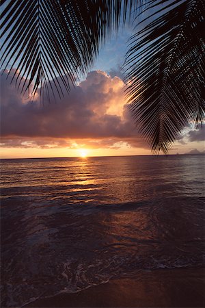 feuille de palmier - Antilles, Martinique, Anse des Salines Photographie de stock - Premium Libres de Droits, Code: 632-01158089