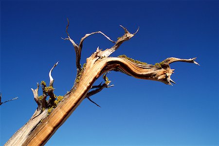 California, Yosemite National Park, dead tree Stock Photo - Premium Royalty-Free, Code: 632-01158083