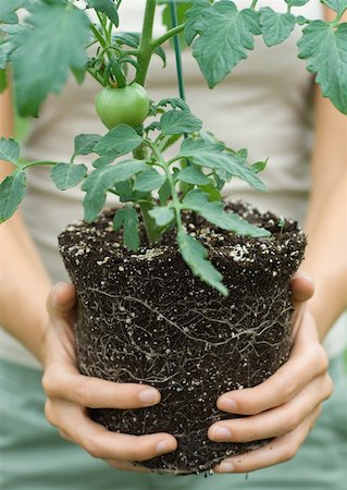 planting tomato plant - Person holding unpotted tomato plant Stock Photo - Premium Royalty-Free, Code: 632-01161375