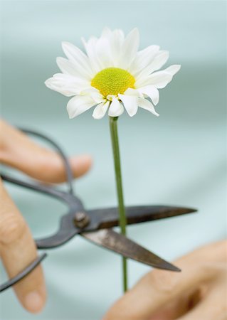 potare - Cutting stem of a daisy Fotografie stock - Premium Royalty-Free, Codice: 632-01161399