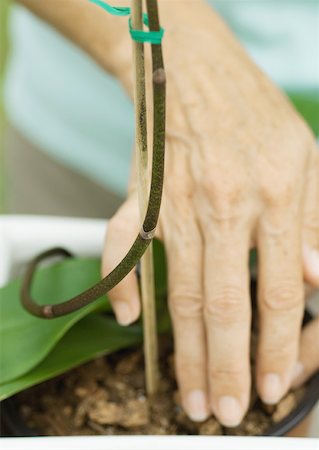 stake - Woman caring for orchid, close-up of hands Stock Photo - Premium Royalty-Free, Code: 632-01161405
