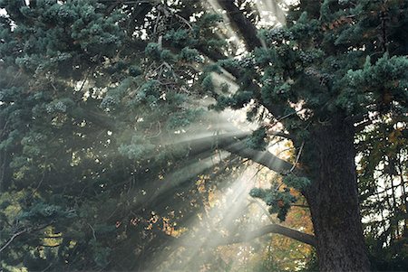 Faisceaux de lumière du soleil à travers les branches des arbres Photographie de stock - Premium Libres de Droits, Code: 632-01637993