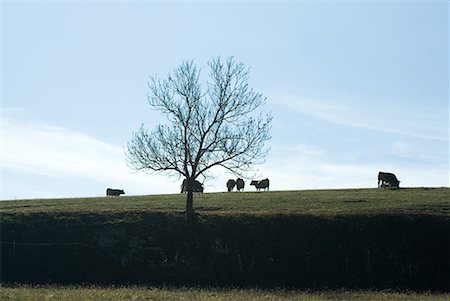 prairie animal - Cows grazing in pasture Stock Photo - Premium Royalty-Free, Code: 632-01638019