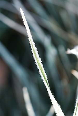 simsearch:633-01573339,k - Frost-covered blade of grass Foto de stock - Royalty Free Premium, Número: 632-01638057
