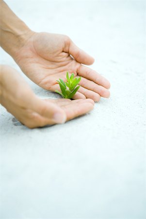 simsearch:632-03651833,k - Cupped hands next to plant sprig, cropped view Stock Photo - Premium Royalty-Free, Code: 632-01828432
