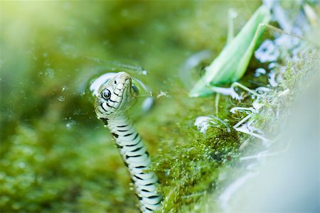 Northern Water Snake (Nerodia sipedon) hunting grasshopper Foto de stock - Royalty Free Premium, Número: 632-02690237