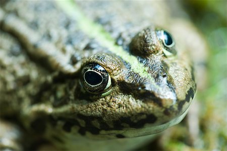 sapo - Natterjack toad, close-up Foto de stock - Sin royalties Premium, Código: 632-02690238