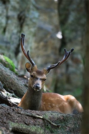 deer antlers close up - Buck looking at camera Stock Photo - Premium Royalty-Free, Code: 632-02690230