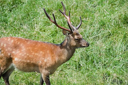 deer antlers close up - Buck walking on grass Stock Photo - Premium Royalty-Free, Code: 632-02690231