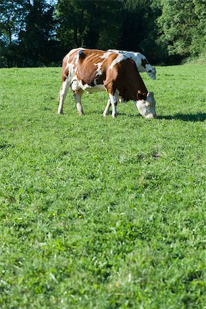 simsearch:693-03315214,k - Cows grazing in field Stock Photo - Premium Royalty-Free, Code: 632-02690248