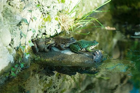 Natterjack toads sitting on rock by pond Stock Photo - Premium Royalty-Free, Code: 632-02690256