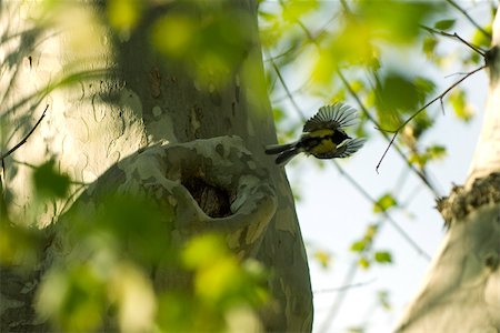 simsearch:6119-08724854,k - Bananaquit (Coereba flaveola) flying near tree Fotografie stock - Premium Royalty-Free, Codice: 632-02690264