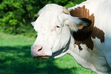 fly (insect) - Cow, close-up Stock Photo - Premium Royalty-Free, Code: 632-02690269