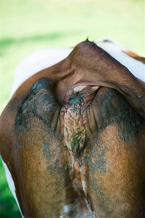 Cow's filthy rump, close-up Stock Photo - Premium Royalty-Free, Code: 632-02690276