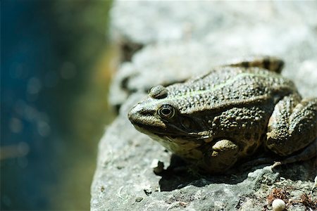 Natterjack toad basking on rock Stock Photo - Premium Royalty-Free, Code: 632-02690279