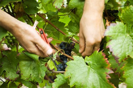 france harvest day - Hands cutting grapes from vine, close-up Stock Photo - Premium Royalty-Free, Code: 632-02690297