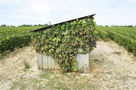 simsearch:632-02690310,k - France, Champagne-Ardenne, Aube, overgrown shed in vineyard Foto de stock - Sin royalties Premium, Código: 632-02690307