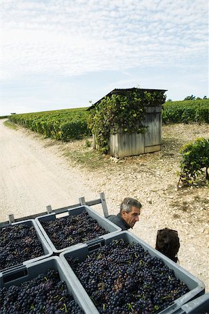 France, Champagne-Ardenne, Aube, workers chatting in vineyard, crates full of grapes in foreground Foto de stock - Sin royalties Premium, Código: 632-02690303