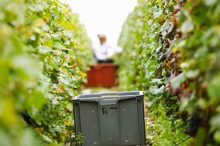 simsearch:695-05779700,k - France, Champagne-Ardenne, Aube, plastic bin between two rows of grapevines in vineyard Fotografie stock - Premium Royalty-Free, Codice: 632-02690326