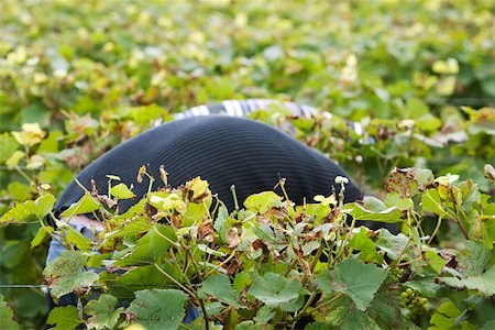 simsearch:695-05779700,k - France, Champagne-Ardenne, Aube, grape harvesters bent over in vineyard Fotografie stock - Premium Royalty-Free, Codice: 632-02690344